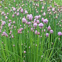 Chives bloom in the late spring with an elegant purple blossom!
